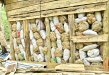 Ahead of polls, NDLEA storms Edo forest, destroys 7,286kgs skunk after gun battle