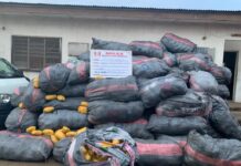 After gun duel, NDLEA seizes 8,852kg illicit drugs consignment in Lagos