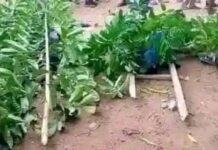 JUST IN: Armed Herdsmen attack Benue State Community, Kill Scores Of Residents, Four Soldiers, Burn Houses.