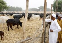 I’m in Daura not exile – Buhari