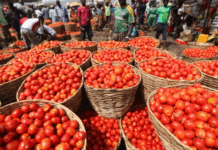 Agric minister gives reasons for tomato price hike, scarcity