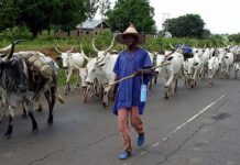 Enugu Assembly passes Bill establishing agency to regulate herders operations