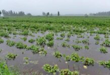 FAO laments Nigeria’s deepening food crisis, as floods destroy crops for 8.5m people