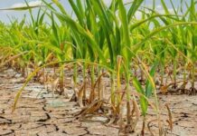 FEATURE: Kwara farmers face multiple battles, as drought, economy, exploitation by labourers induce losses