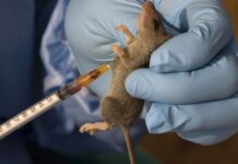 NCDC reports 1,025 confirmed Lassa fever cases, 174 deaths in 2024