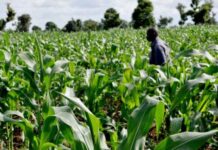 Food security: Ondo govt trains extension agents on animal husbandry practices