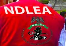 NDLEA dislodges notorious drug joints, arrests 34 in Kano