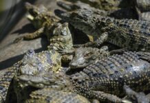 10 most dangerous reptiles in the world