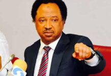 “Shehu Sani Appeals to the North: ‘Stand by Tinubu Against Non-Voters’”