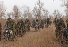 Troops Take Down Two Bandits, Seize 1,000 Rustled Cattle in Taraba