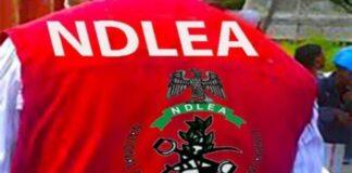 NDLEA arrests drug kingpin, 5 others over three Nigerians detained in Saudi Arabia