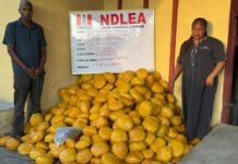 Couple sentenced to 22 years imprisonment for drug trafficking in Lagos