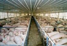 Industrial animal farming poses risk to public health, agricultural sovereignty – Nigerian Govt warned