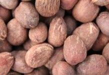 Tinubu orders temporary ban on raw shea nuts export