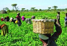 Experts Push for Strategic Action to Make Agriculture Nigeria’s Growth Driver