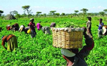 Experts Push for Strategic Action to Make Agriculture Nigeria’s Growth Driver