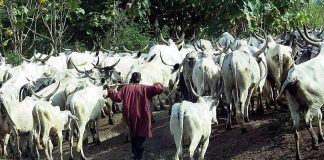 Tinubu Administration Labels Open Grazing as Unsustainable