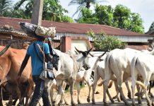 Tragedy in Nasarawa: Woman Maimed Following Herdsmen Attack
