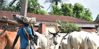 Tragedy in Nasarawa: Woman Maimed Following Herdsmen Attack