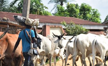 Tragedy in Nasarawa: Woman Maimed Following Herdsmen Attack