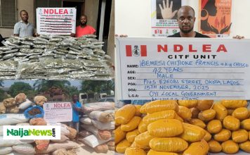 NDLEA Arrests Notorious Lagos Drug Lord ‘Chisco Bee’, Raids Warehouse, Seizes 18,000kg of Drugs Across Nigeria