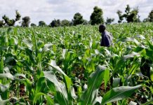 NADF Driving Job Creation and Economic Growth via Agriculture — Muhammed