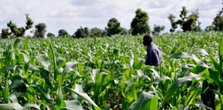 NADF Driving Job Creation and Economic Growth via Agriculture — Muhammed