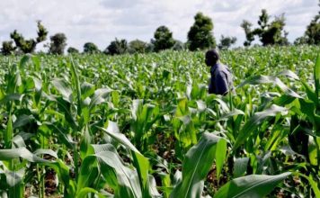 NADF Driving Job Creation and Economic Growth via Agriculture — Muhammed