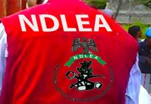 NDLEA Nets 1,389 Suspects, Recovers 7,773kg of Drugs in Kano