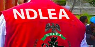 NDLEA Nets 1,389 Suspects, Recovers 7,773kg of Drugs in Kano