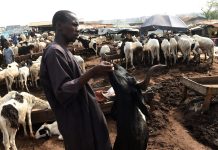 Federal Government Moves to Curb Disease Threatening Sheep, Goats