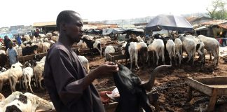 Federal Government Moves to Curb Disease Threatening Sheep, Goats