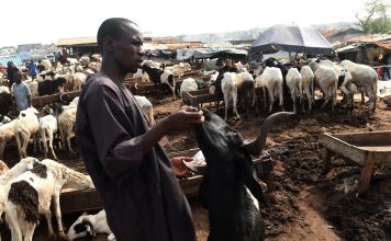 Federal Government Moves to Curb Disease Threatening Sheep, Goats