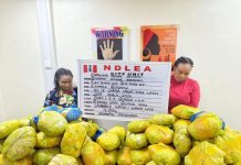 Massive Cocaine Shipment Concealed in Dry Fish Heads Uncovered by NDLEA