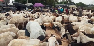 Eid-el-Kabir: Ram Prices Soar As Muslims Prepare For Festive Celebration