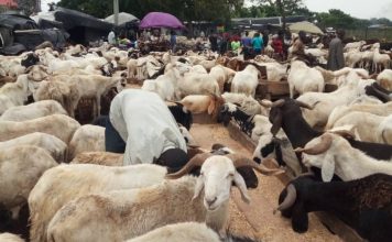 Eid-el-Kabir: Ram Prices Soar As Muslims Prepare For Festive Celebration