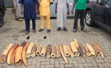 130kg Elephant Tusks Seized as Customs Arrests Four in Ogun, Lagos