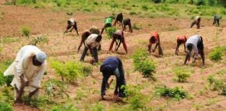 Zamfara Farmers Raise Alarm Over Insecurity, Fear Low Crop Yield