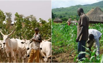 Farmers-Herders Clash Claims Eight Lives In Kebbi State