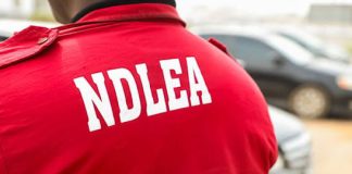 Edo Drug Crackdown: NDLEA Nabs 49 Suspects, Seizes Over 2.5 Tonnes of Narcotics